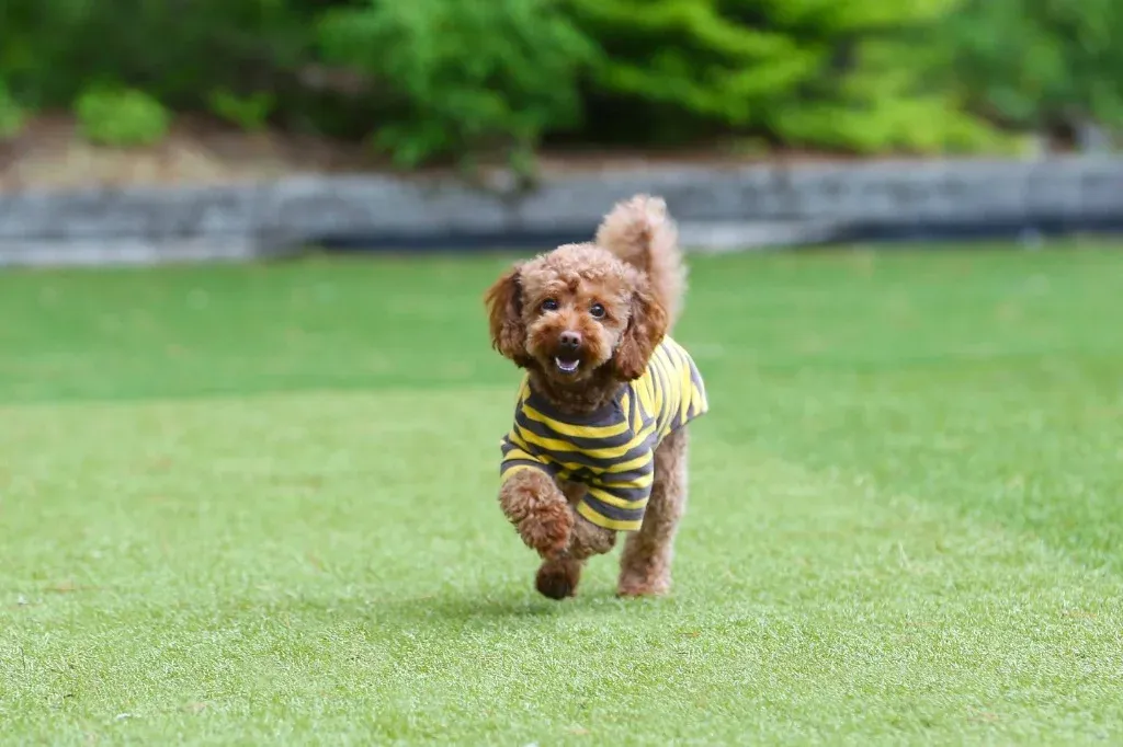 ドッグラン